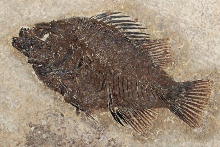 Elegant Fossil Fish (Cockerellites) - Wyoming #233852